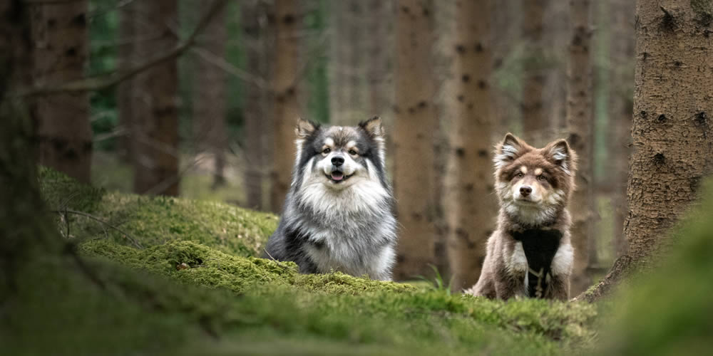 Animal and pet communication sessions with Deb McCullough
