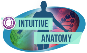 Intuitive Anatomy Course by Deb McCullough